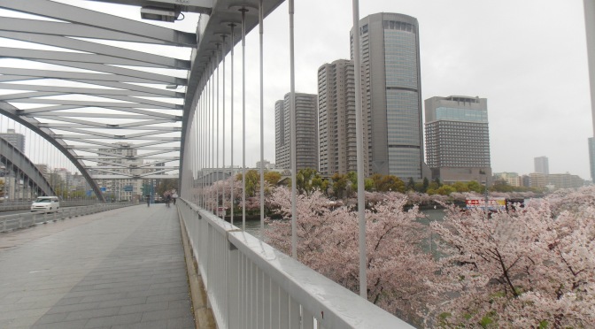 Sakura Season – Springtime
